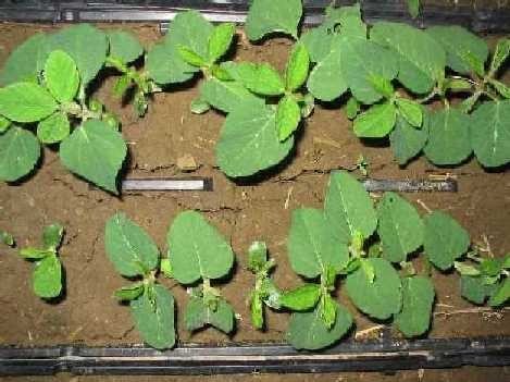 25-7-25C Soybeans